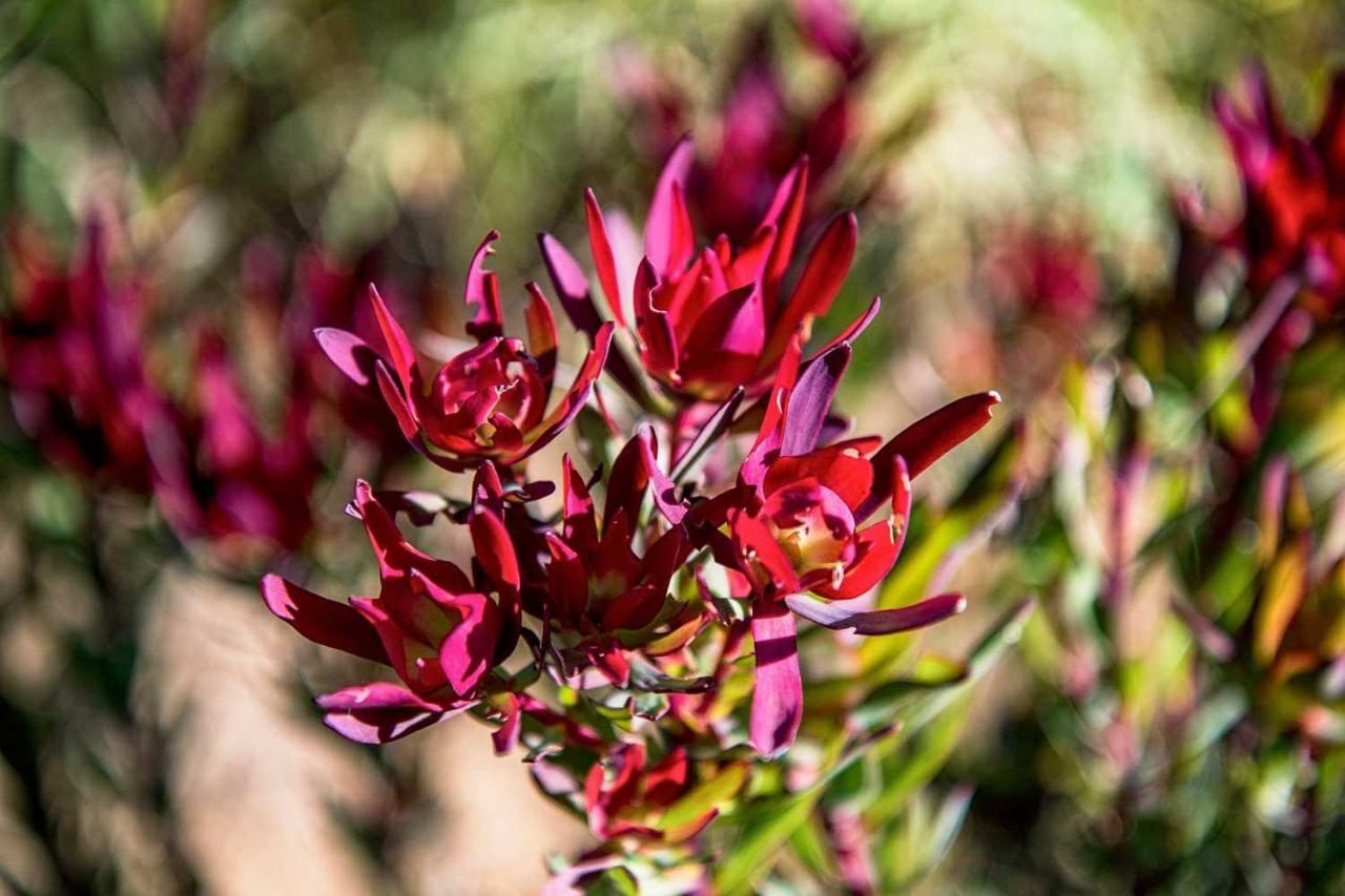 Oudewerfskloof Olive Farm Βίλα Stilbaai Εξωτερικό φωτογραφία